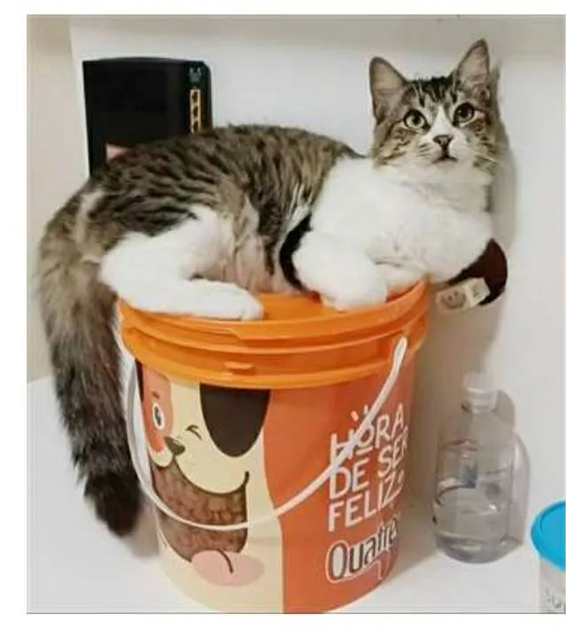 Gato ra a srd tricolor idade 7 a 11 meses nome BENEDITA 