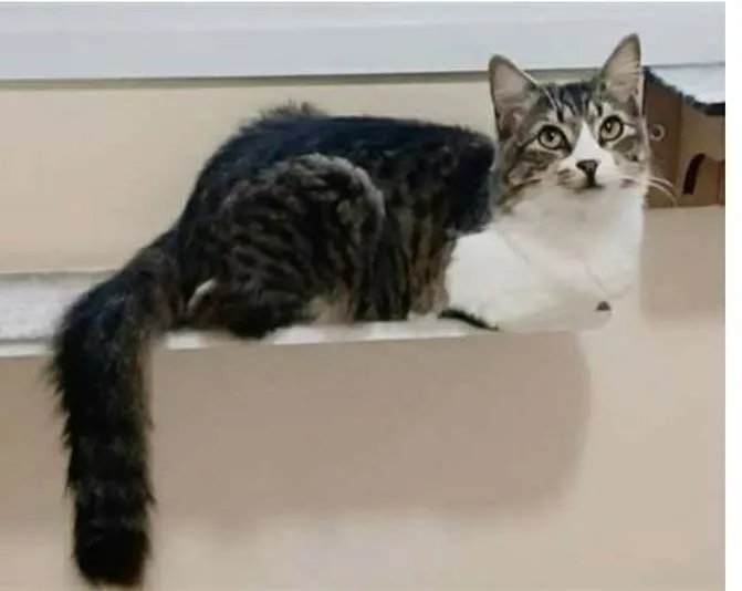 Gato ra a srd tricolor idade 7 a 11 meses nome BENEDITA 