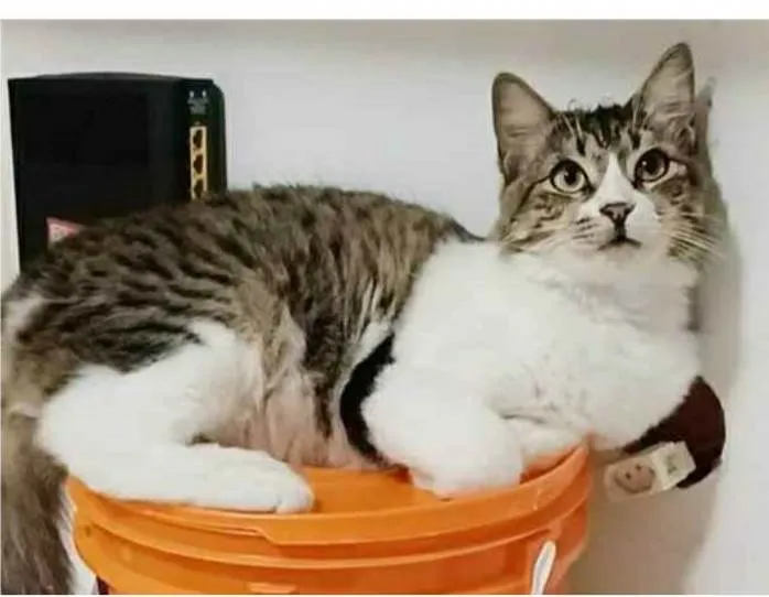Gato ra a srd tricolor idade 7 a 11 meses nome BENEDITA 