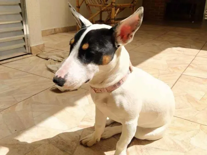Cachorro ra a Srd idade 7 a 11 meses nome Amora