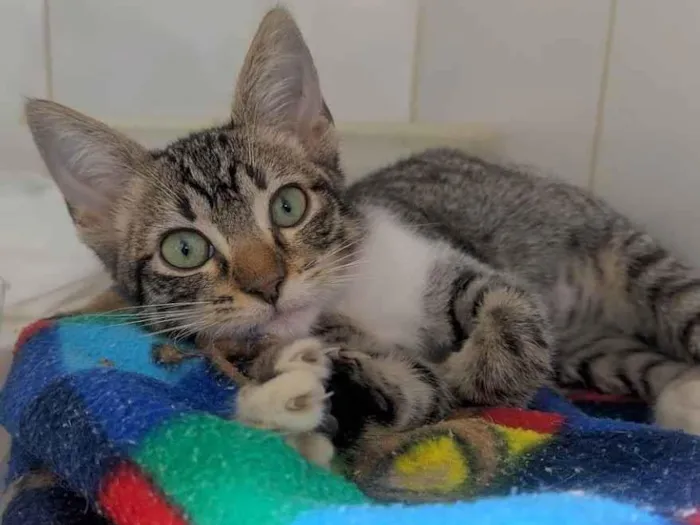 Gato ra a srd idade 2 a 6 meses nome Filhota