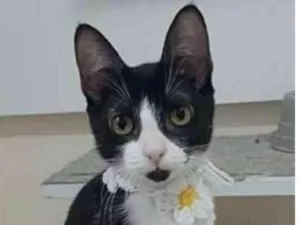 Gato raça srd frajolinha  idade 2 a 6 meses nome BETHÂNIA 