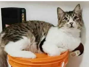 Gato raça srd tricolor idade 7 a 11 meses nome BENEDITA 