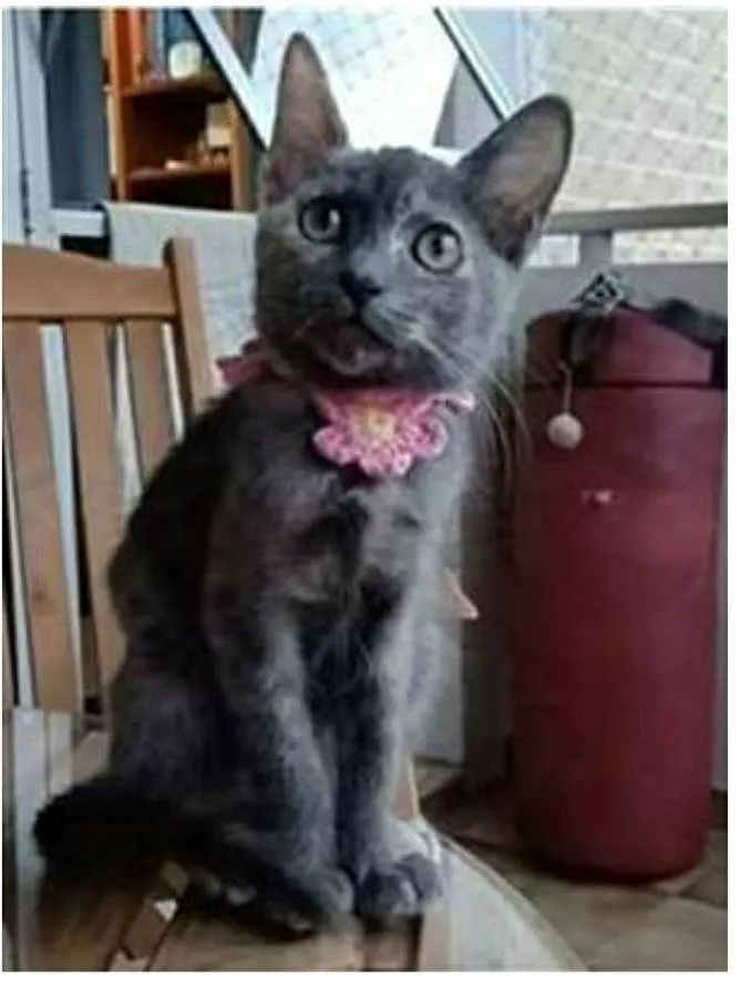 Gato raça srd bicolor idade 2 a 6 meses nome MARIA