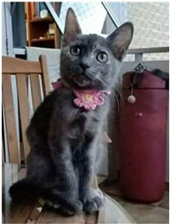 Gato raça srd bicolor idade 2 a 6 meses nome MARIA