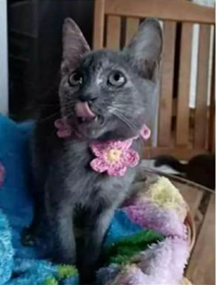 Gato raça srd bicolor idade 2 a 6 meses nome MARIA