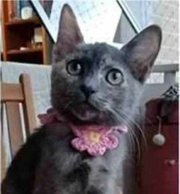 Gato raça srd bicolor idade 2 a 6 meses nome MARIA