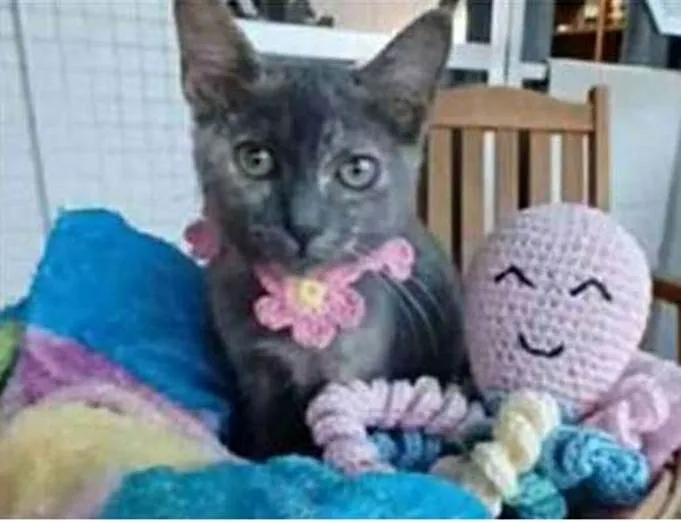 Gato raça srd bicolor idade 2 a 6 meses nome MARIA