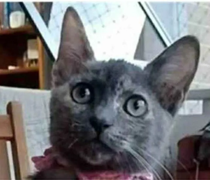 Gato raça srd bicolor idade 2 a 6 meses nome MARIA