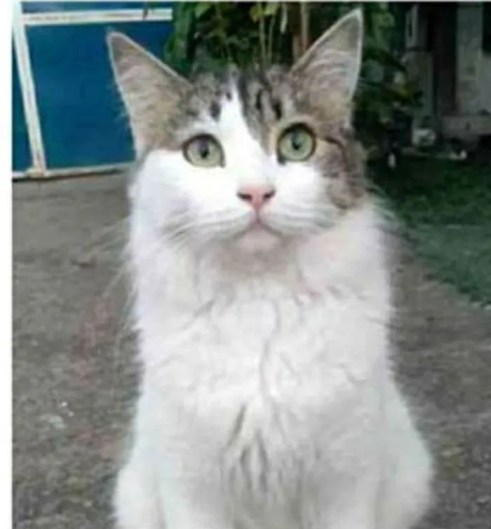 Gato ra a srd tricolor idade 1 ano nome FIONA