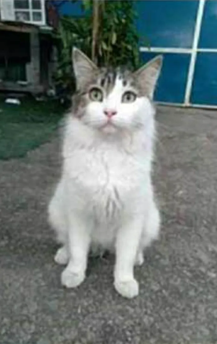 Gato ra a srd tricolor idade 1 ano nome FIONA