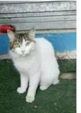 FIONA