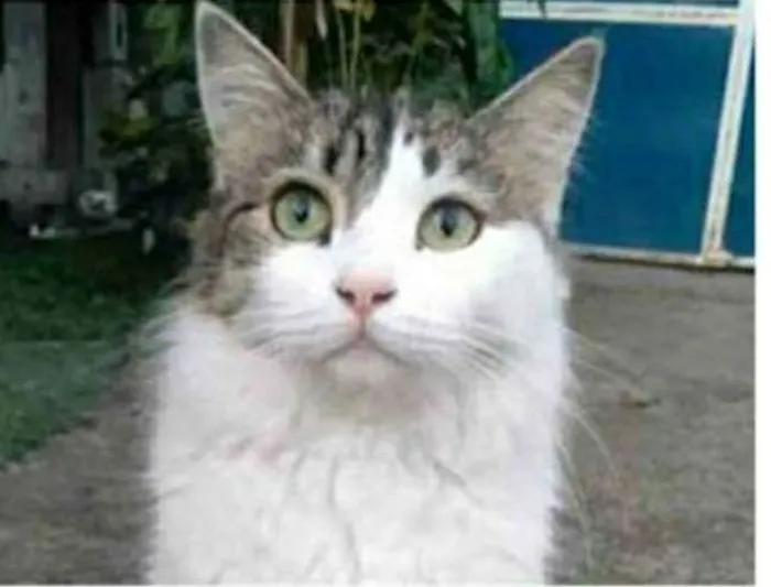 Gato ra a srd tricolor idade 1 ano nome FIONA