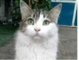 FIONA