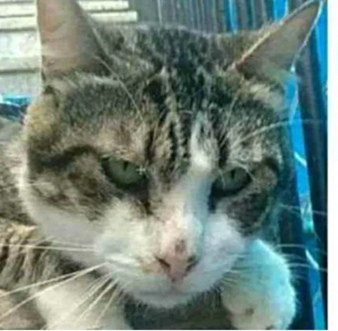 Gato raça srd tigradinho idade 4 anos nome RAÍ