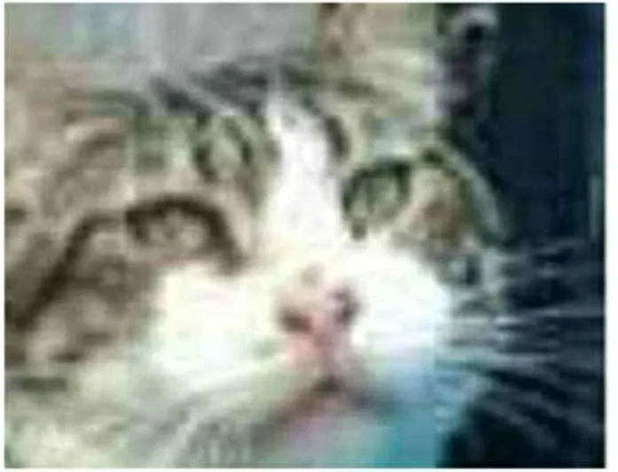 Gato raça srd tigradinho idade 4 anos nome RAÍ