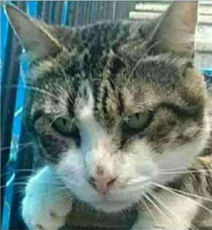 Gato raça srd tigradinho idade 4 anos nome RAÍ