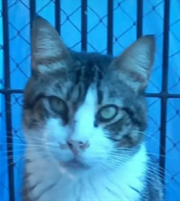 Gato raça srd tigradinho idade 4 anos nome RAÍ