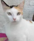 DÁLIA