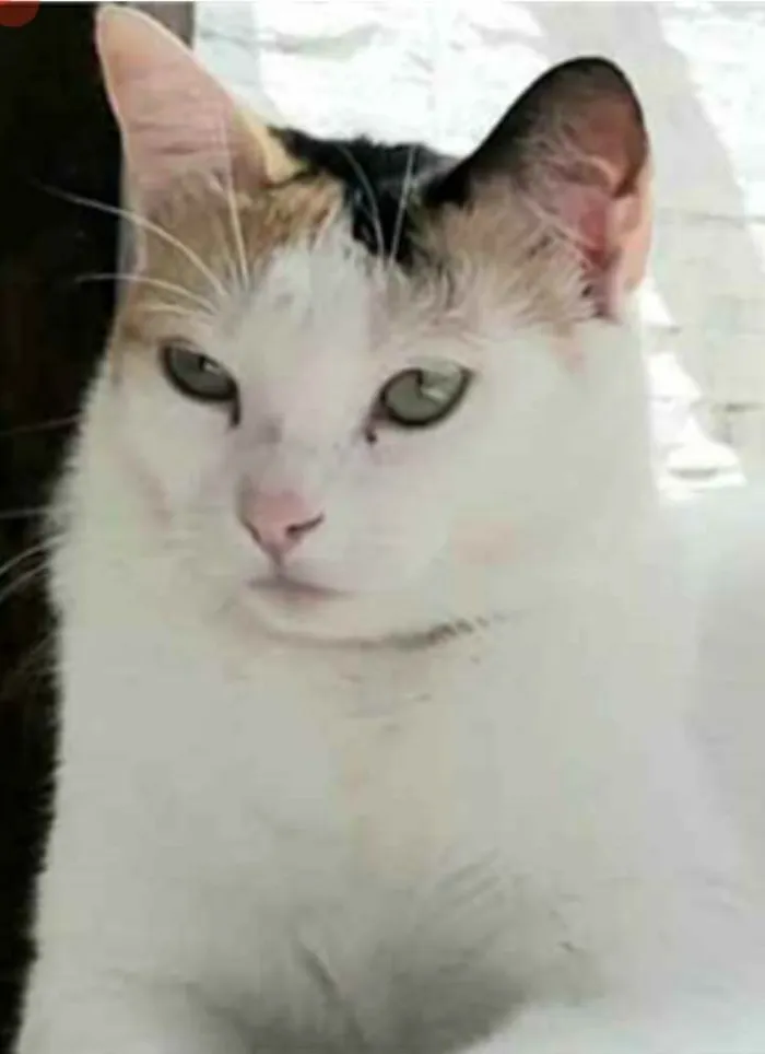 Gato ra a srd tricolor idade 1 ano nome DÁLIA 
