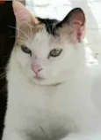 DÁLIA