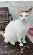 DÁLIA