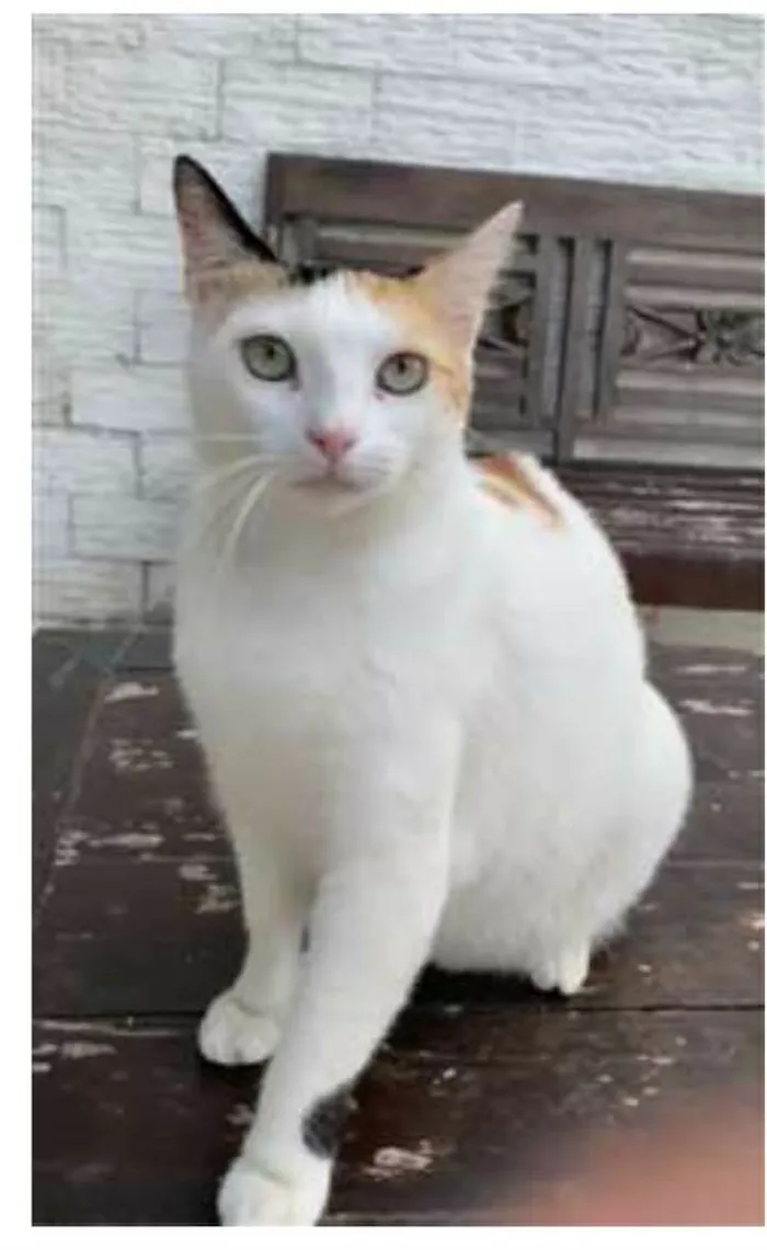 Gato ra a srd tricolor idade 1 ano nome DÁLIA 