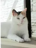 DÁLIA