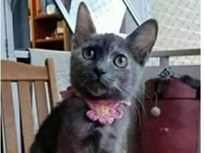 Gato raça srd bicolor idade 2 a 6 meses nome MARIA