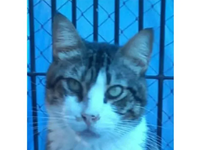 Gato raça srd tigradinho idade 4 anos nome RAÍ