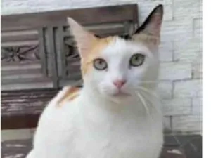 Gato raça srd tricolor idade 1 ano nome DÁLIA 