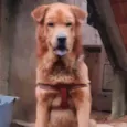 Simba