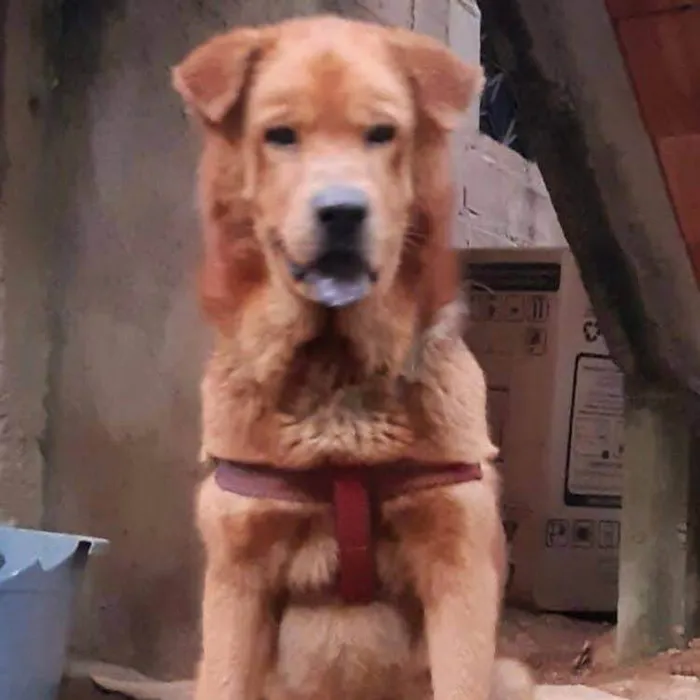 Cachorro ra a Srd idade 3 anos nome Simba