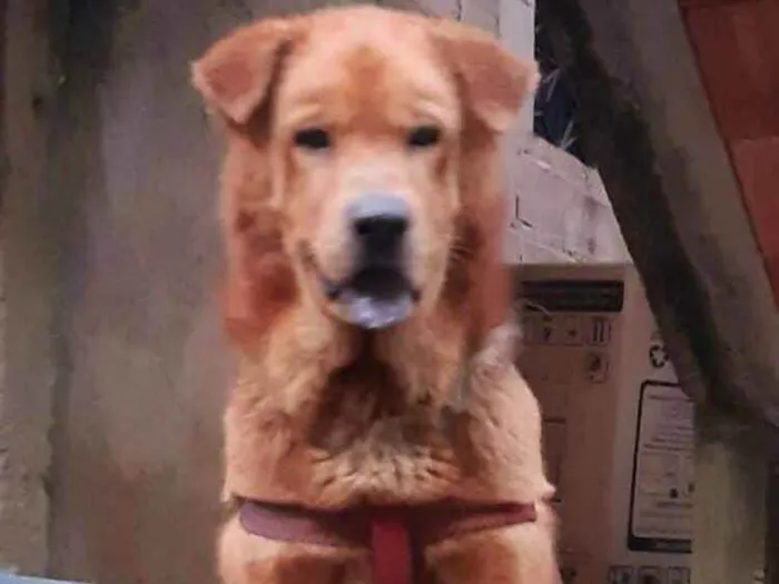 Cachorro ra a Srd idade 3 anos nome Simba