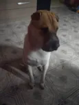 Cachorro raça Sharpei idade 2 anos nome Haku
