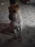 Cachorro raça Sharpei idade 2 anos nome Haku