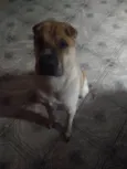 Cachorro raça Sharpei idade 2 anos nome Haku