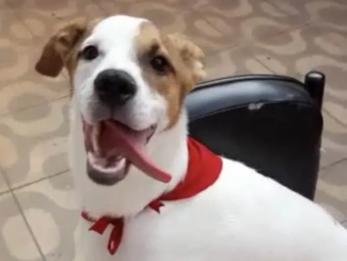 Cachorro ra a Mestiço  idade 1 ano nome Nick 