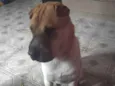 Cachorro raça Sharpei idade 2 anos nome Haku