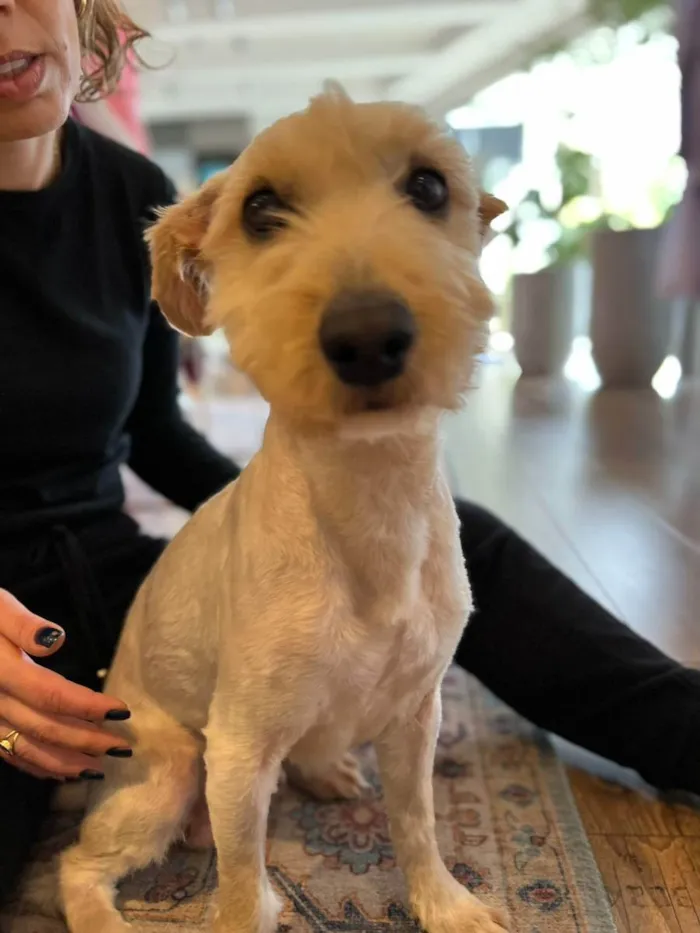 Cachorro ra a sem raça definida idade 2 anos nome Boby