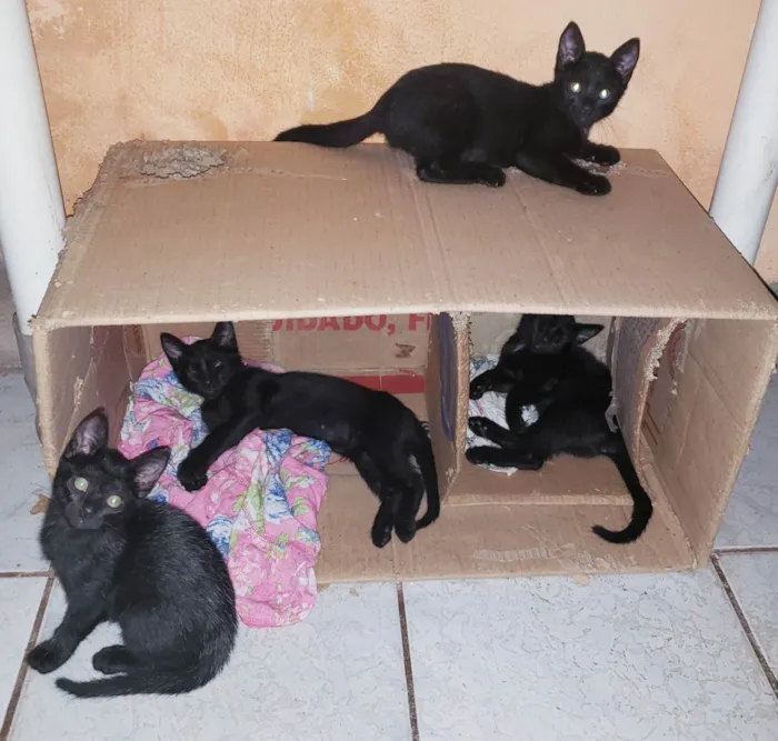 Gato raça  idade 2 a 6 meses nome Lindos Filhotes