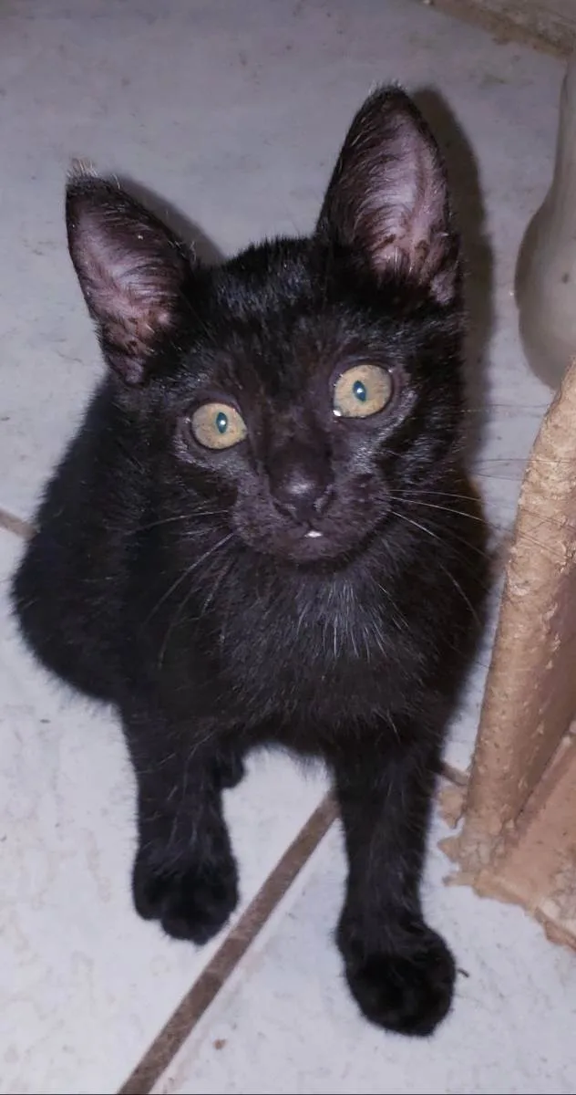 Gato raça  idade 2 a 6 meses nome Lindos Filhotes