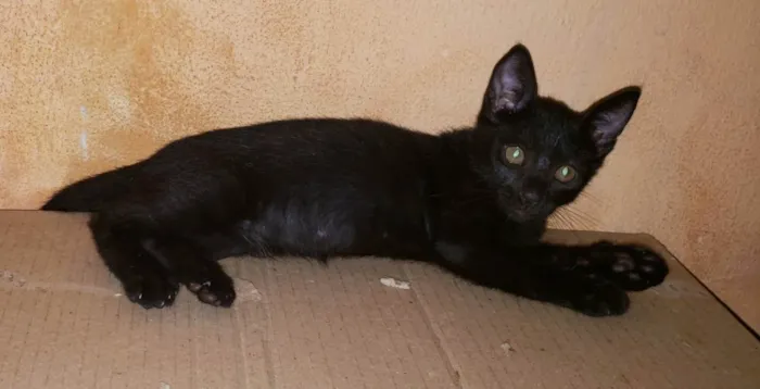 Gato raça  idade 2 a 6 meses nome Lindos Filhotes