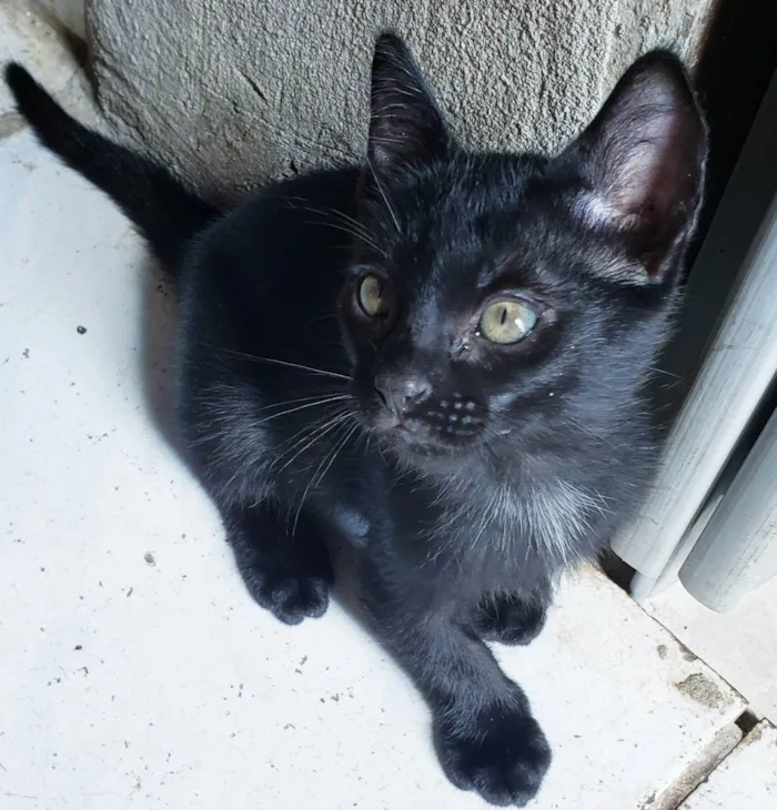 Gato raça  idade 2 a 6 meses nome Lindos Filhotes