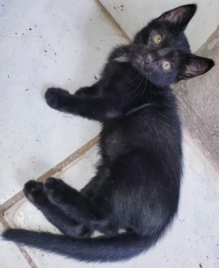 Gato raça  idade 2 a 6 meses nome Lindos Filhotes