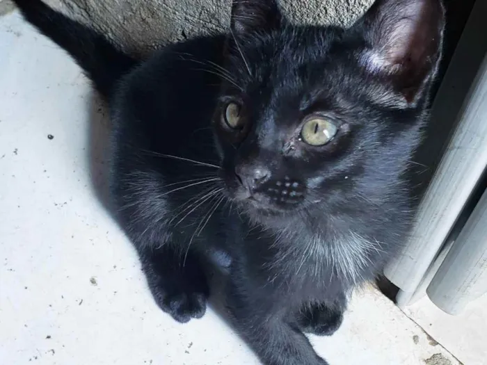 Gato raça  idade 2 a 6 meses nome Lindos Filhotes
