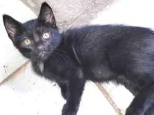 Gato raça  idade 2 a 6 meses nome Lindos Filhotes