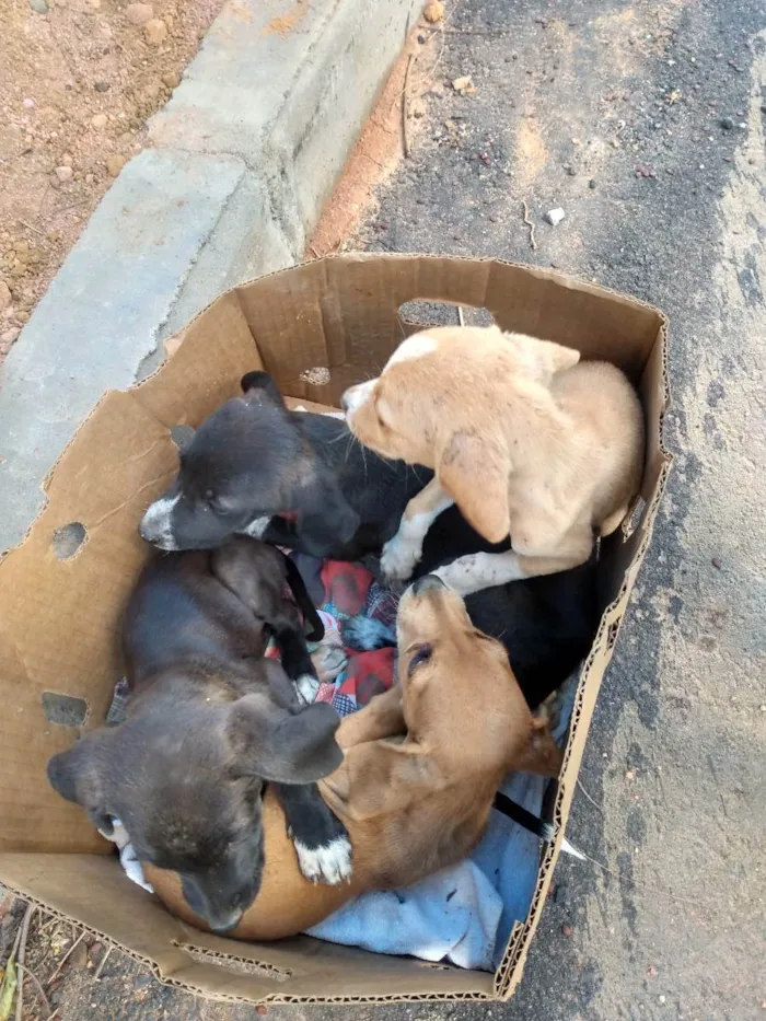 Cachorro ra a Sem raça  idade Abaixo de 2 meses nome Sem nome 