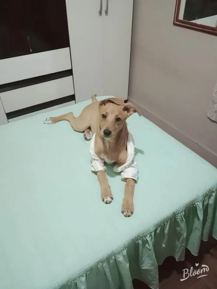 Cachorro ra a Vira latas  idade 2 a 6 meses nome Junior 