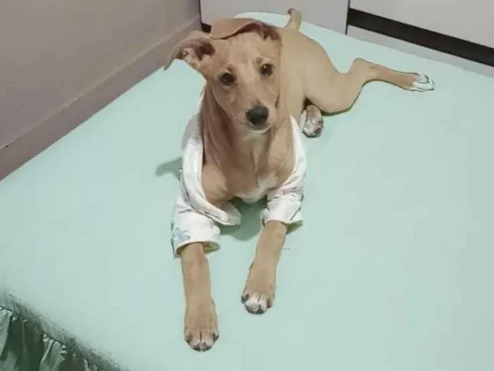 Cachorro ra a Vira latas  idade 2 a 6 meses nome Junior 